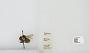 Bombus sp.