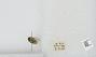 Bombus sp.