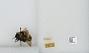 Bombus sp.