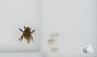 Bombus sp.