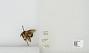 Bombus sp.