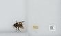 Bombus sp.