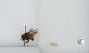 Bombus sp.