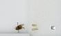 Bombus sp.