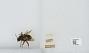 Bombus sp.