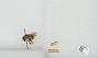 Bombus sp.