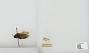 Bombus sp.