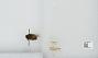 Bombus sp.