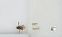 Bombus sp.