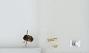 Bombus sp.