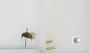 Bombus sp.