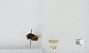 Bombus sp.