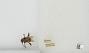 Bombus sp.