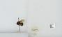 Bombus sp.