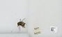 Bombus sp.