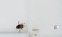 Bombus sp.