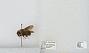 Bombus sp.