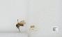 Bombus sp.