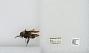 Bombus sp.