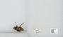 Bombus sp.