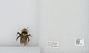 Bombus sp.