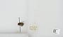 Bombus sp.