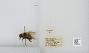 Bombus sp.