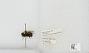 Bombus sp.