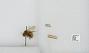 Bombus sp.