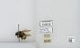 Bombus sp.