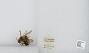 Bombus sp.
