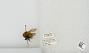Bombus sp.