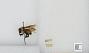 Bombus sp.