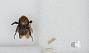 Bombus sp.