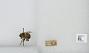 Bombus sp.