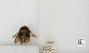 Bombus sp.