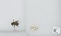 Bombus sp.