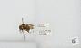 Bombus sp.
