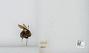 Bombus sp.