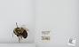Bombus sp.