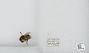 Bombus sp.
