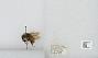 Bombus sp.