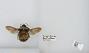 Bombus sp.