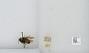Bombus sp.