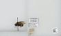 Bombus sp.