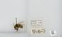 Bombus sp.