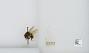 Bombus sp.