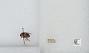 Bombus sp.
