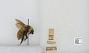 Bombus sp.