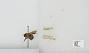 Bombus sp.